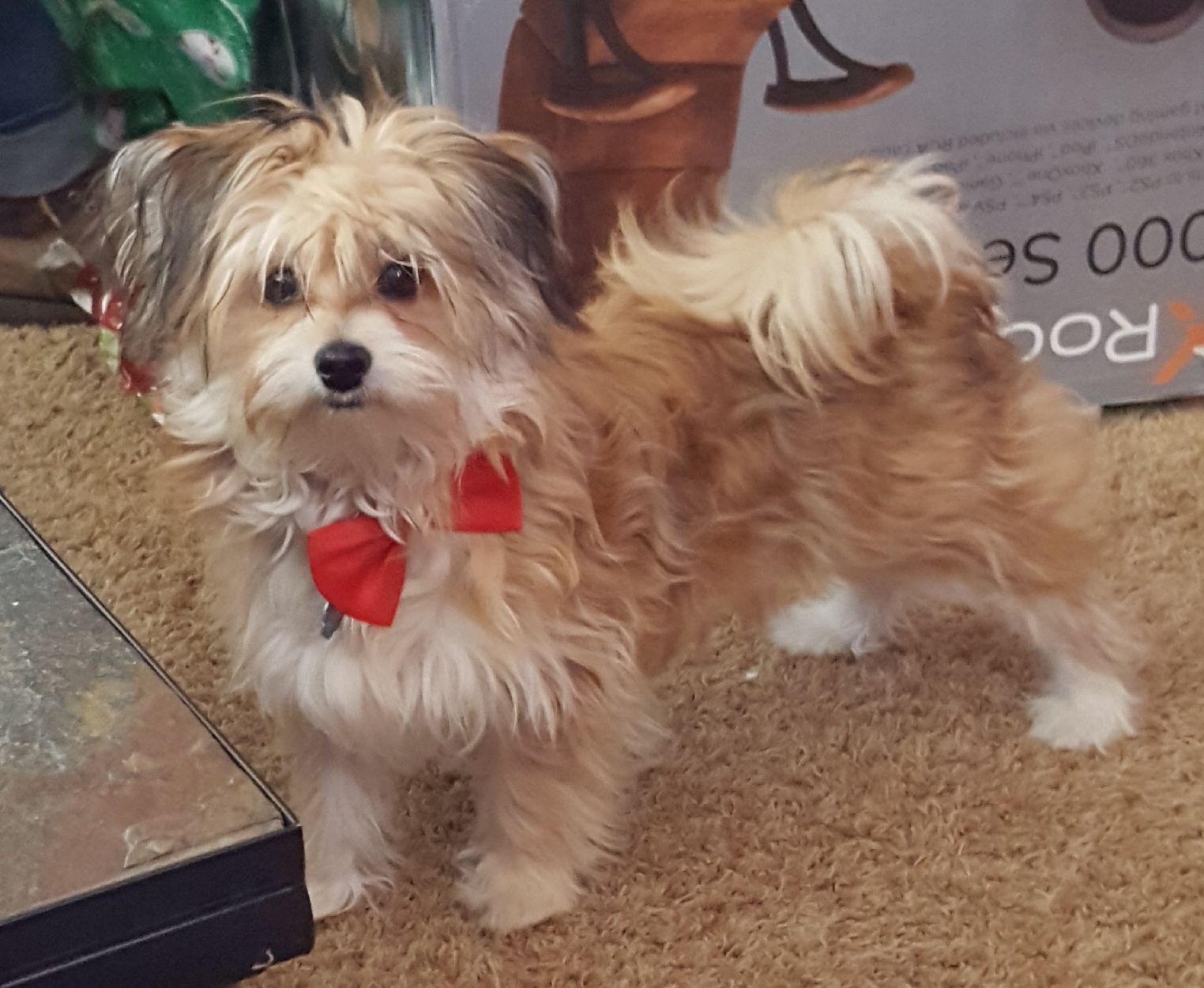 The Times Cutest Pets of Winter 2018